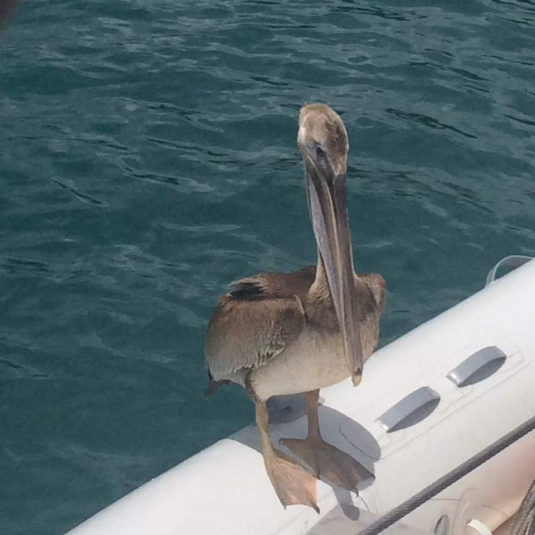 Back in anchor and look who came to see us.