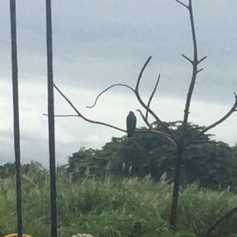 A falcon one morning, just minding its own business.