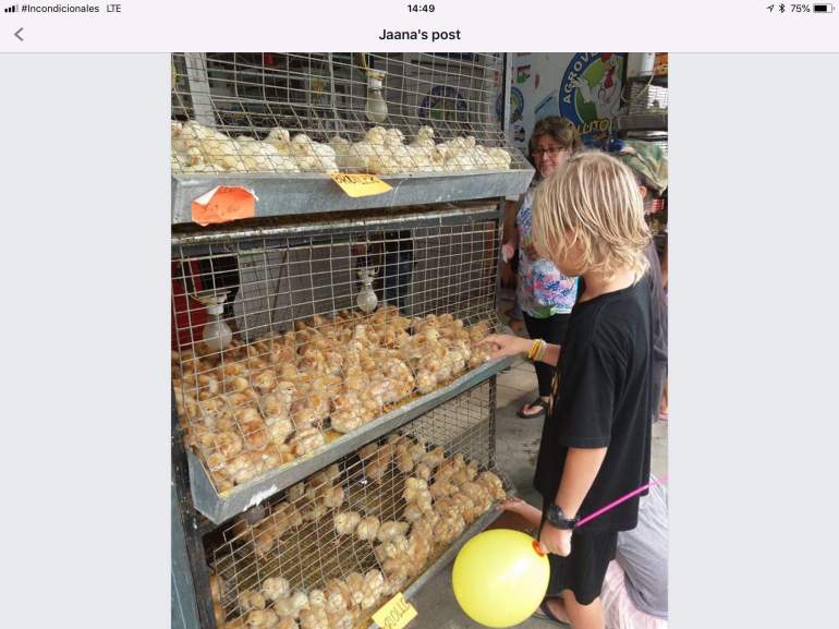 Chick anyone? Poor things......